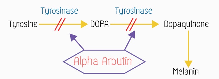 Tìm Hiểu Về Arbutin Hoạt Chất Làm Trắng Da An Toàn Thế Hệ Mới
